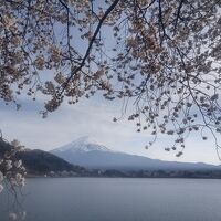 ホテル前の桜＆富士山です。