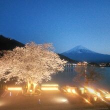 2階からの夜桜＆富士山です。