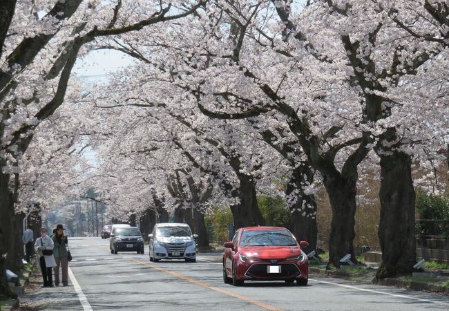 夜の森桜並木(南側)