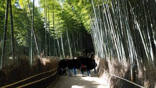 風情のある竹林の道だが、観光客は多い