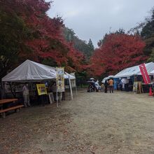 雨に濡れてもみじが綺麗です