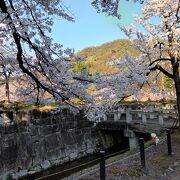 坂戸城址の桜の名所