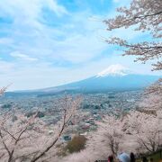 満開の桜と富士山が綺麗でした。