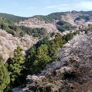 日本屈指の桜の名所