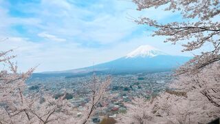 満開の桜と富士山が綺麗でした。