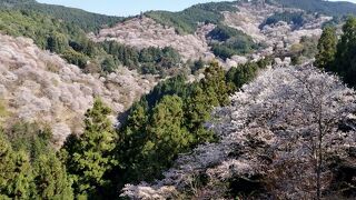 日本屈指の桜の名所