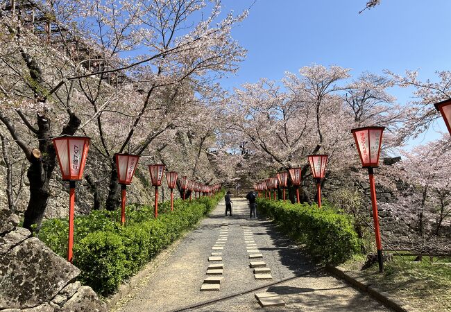 津山さくらまつり 