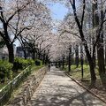 桜の名所