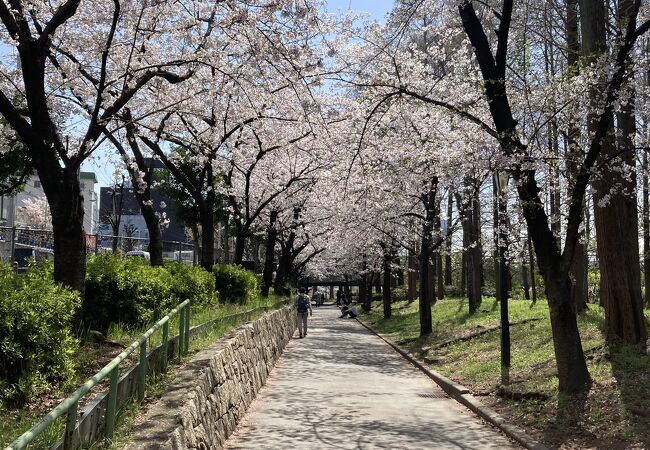 桜の名所