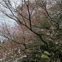 ４月11日で、まだ桜が見れました