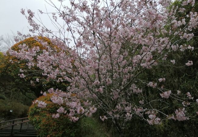 桜が楽しめます