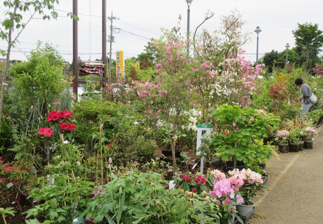 農産品のほかに草木の販売も充実