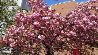 桜のトンネル