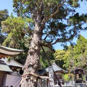 大師お手植えの長命杉