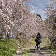 しだれ桜の園路