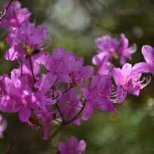 ツツジが各所で咲いていた