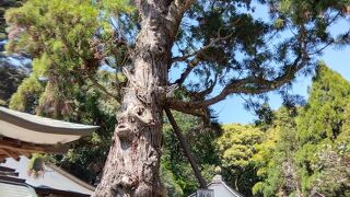 大師お手植えの長命杉