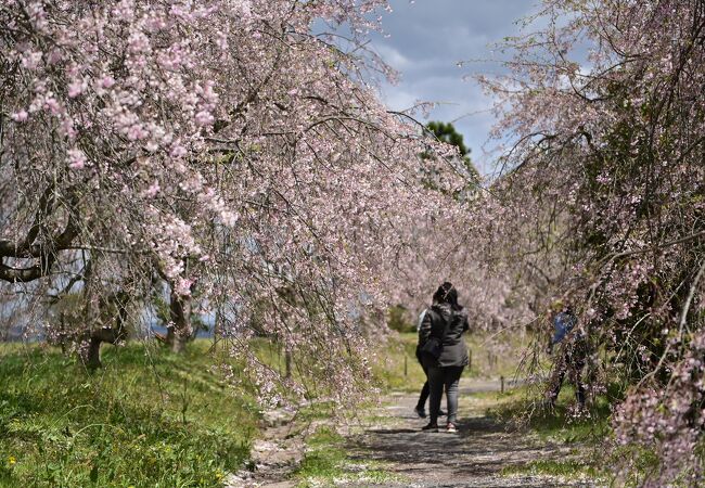 花見よりも家族レジャー