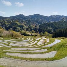 大山千枚田