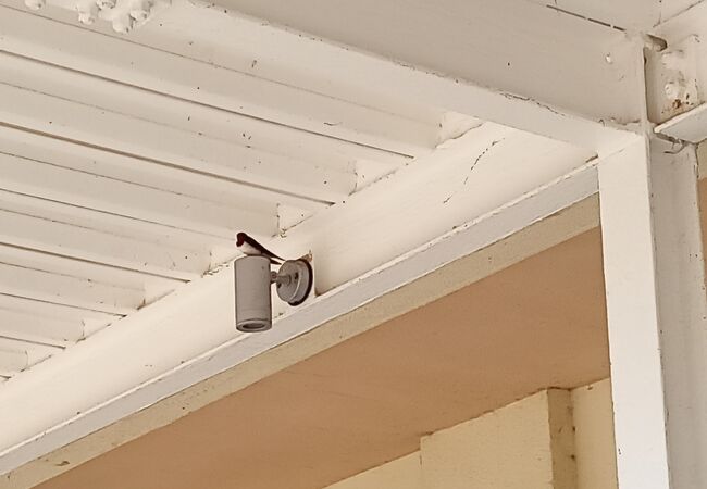 つばめのお出迎え