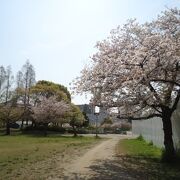 桜がきれい