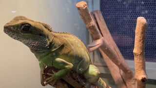 亜熱帯を感じる動植物園