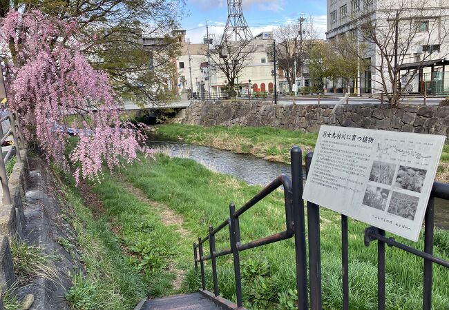 松本市内に流れる清流女鳥羽川