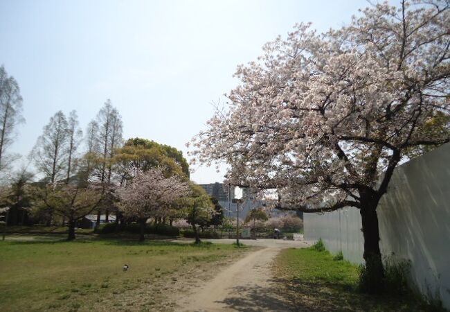 桜がきれい