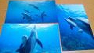 プロならではの