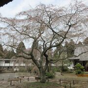 山武市の妙宣寺にある枝垂れ桜を見に行ったが、枝垂れ桜は既に散っていた。