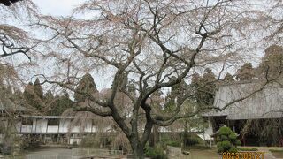 山武市の妙宣寺にある枝垂れ桜を見に行ったが、枝垂れ桜は既に散っていた。