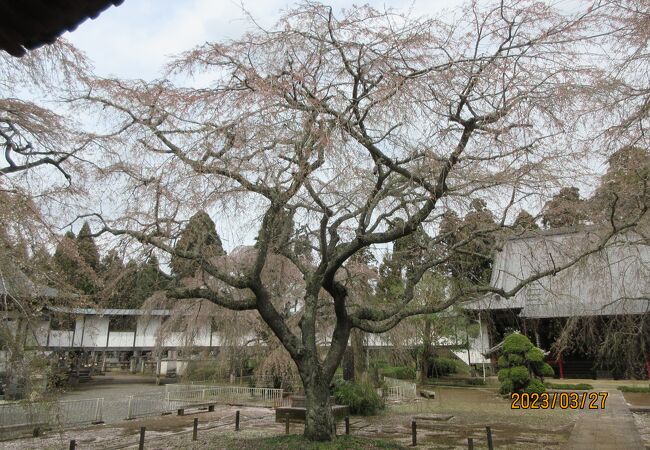 山武市の妙宣寺にある枝垂れ桜を見に行ったが、枝垂れ桜は既に散っていた。