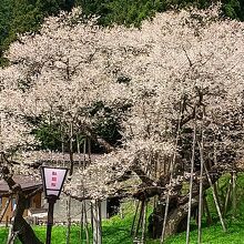 臥龍桜