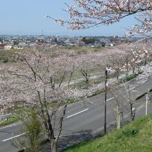 江合川や涌谷町も見下ろせる涌谷町の城山公園。