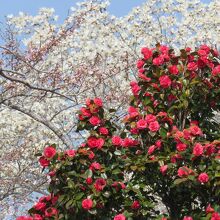 椿＋木蓮＋桜の競演も見られました