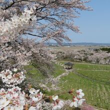 松山御本丸公園の三の丸展望台から見た春景色。遠景は大崎耕土。