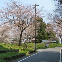 松山御本丸公園がある高台の坂道はちょっと息が切れます。