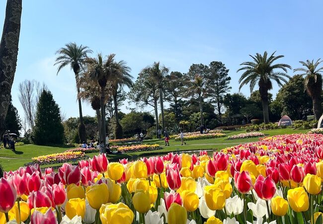 お花もですが、芝生も素晴らしい！！