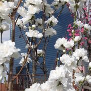 桃の花と桜の花が同時に見られます