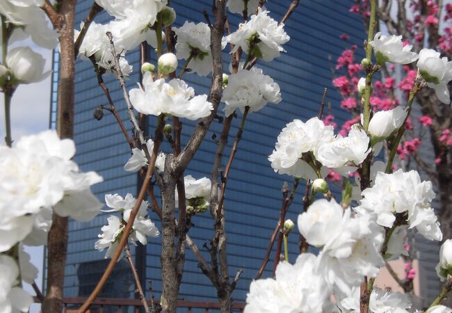 桃の花と桜の花が同時に見られます