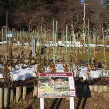 花巻温泉バラ園