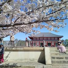 南大門跡から撮影した桜花と中金堂