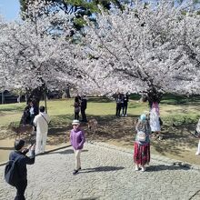 南大門跡付近の満開の桜
