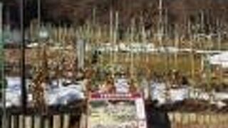 ３月ではバラは枝のみ