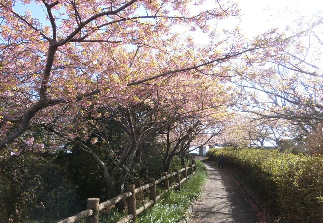 桜の名所ですね。