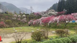 花桃の里