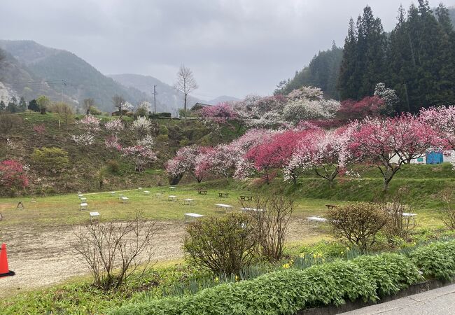 花桃の里