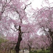 素晴らしい桜をゆっくり楽しむ