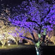 夜桜とプロジェクションマッピング
