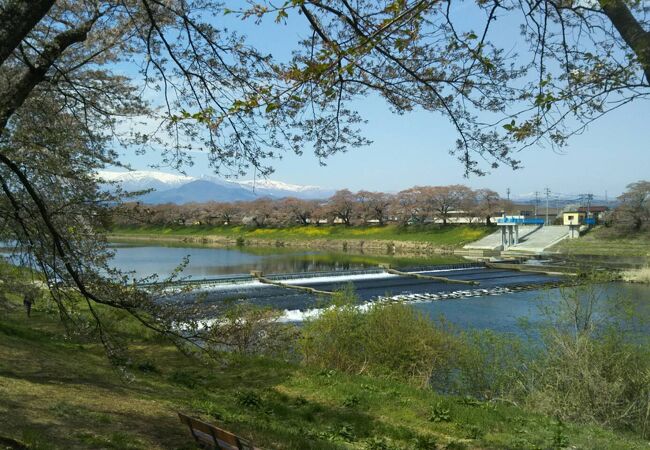 早咲き桜のおかげで菜の花とセットで楽しめました